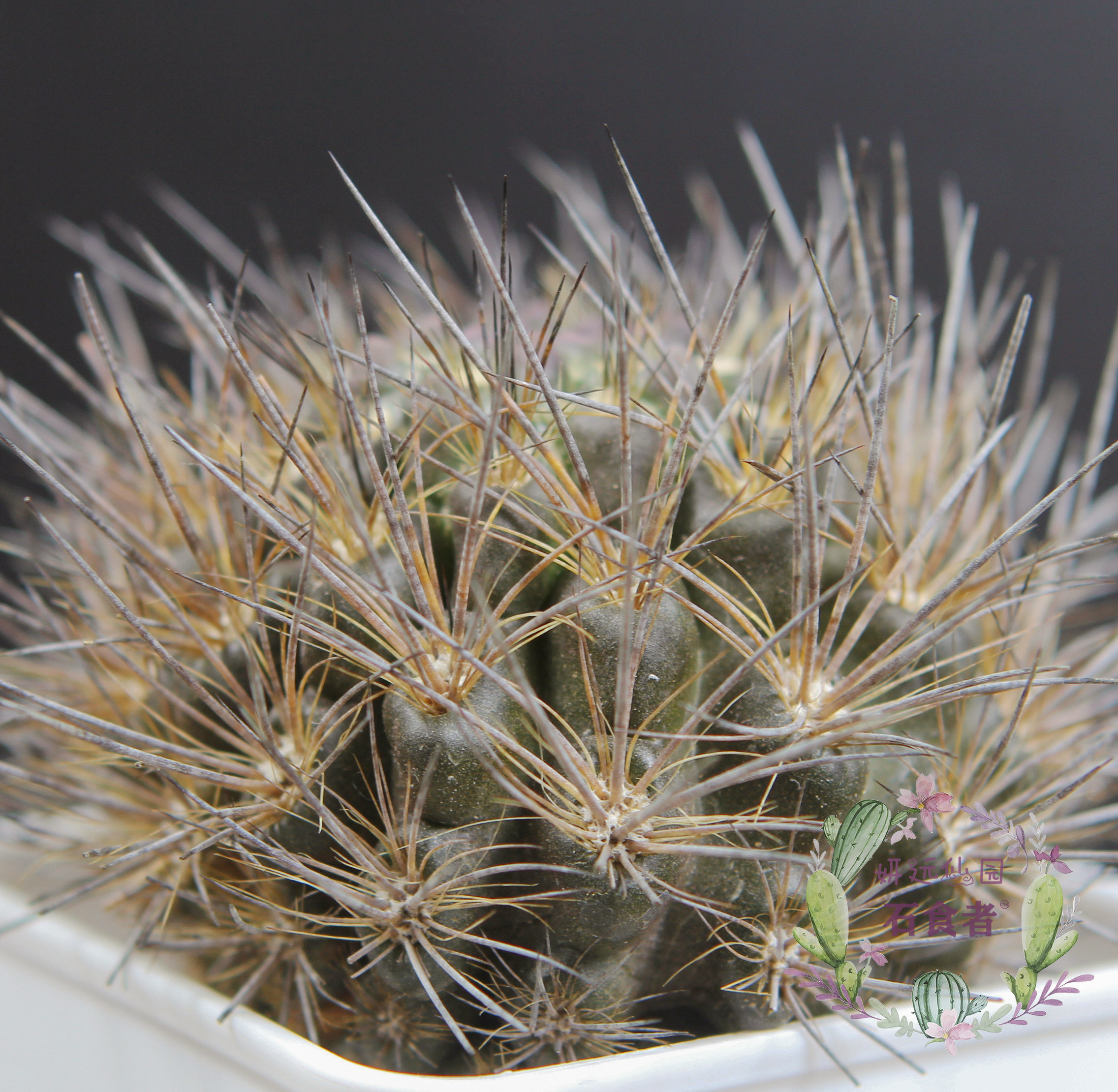 妍远仙园刺逆龙玉强刺智利利球实生稀有进口多肉植物