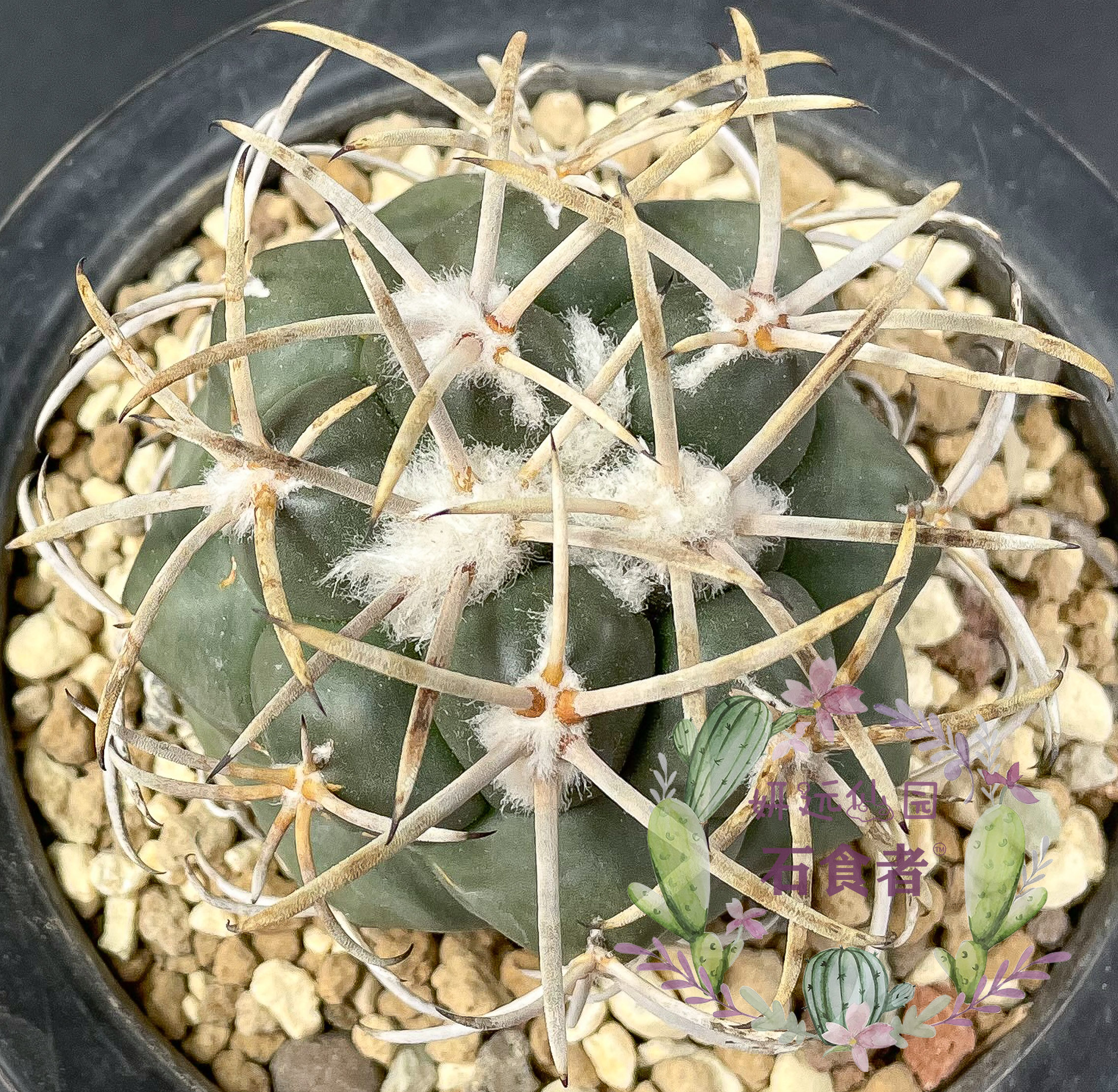 妍远仙园祥冠强刺顶花球实生进口稀有仙人精品多肉植物