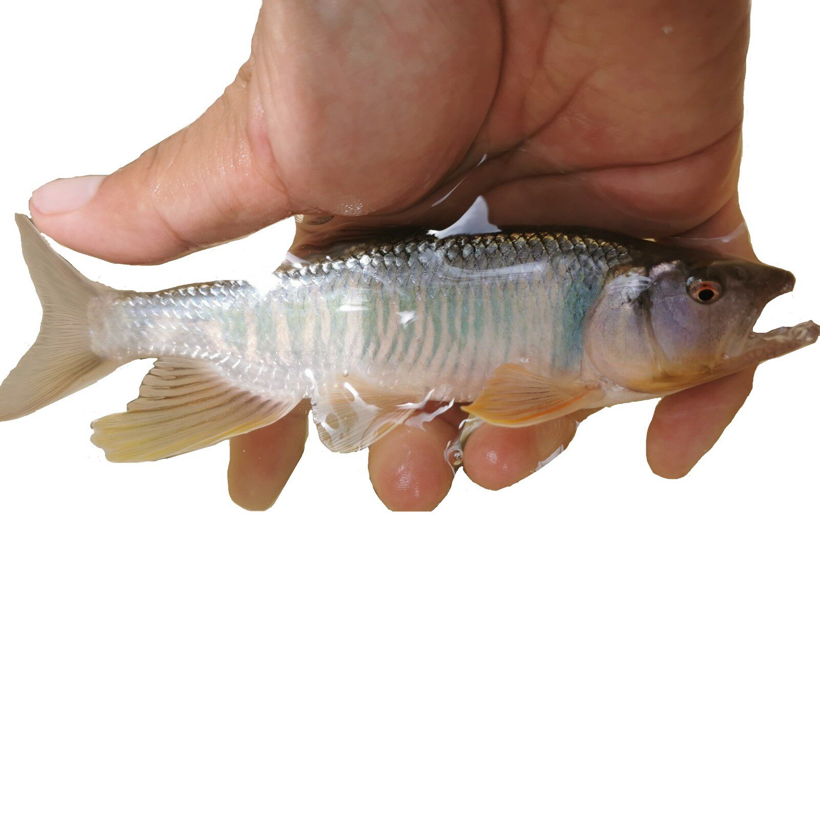 马口活体原生活鱼桃花溪流长鳍鱲宽鳍鱲淡水鱼