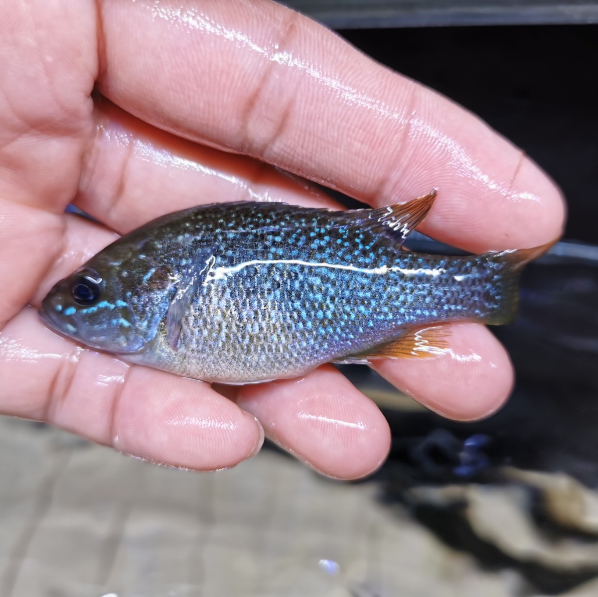 蓝鳃太阳鱼凶猛原生冷水鱼观赏鱼金鱼活体鱼苗鲈鱼鱼