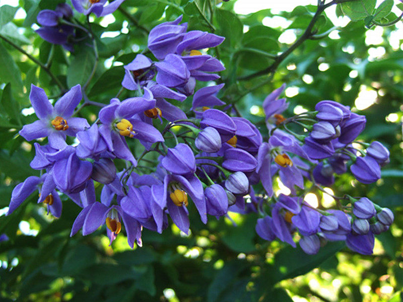 小花农月季蓝紫色悬星花藤茄南杞大耐热多年生爬藤时令草本花卉