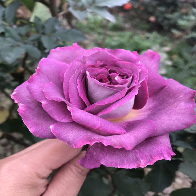 月季小花农欧月凯瑟琳四季大花多花玫瑰庭院露台时令草本花卉