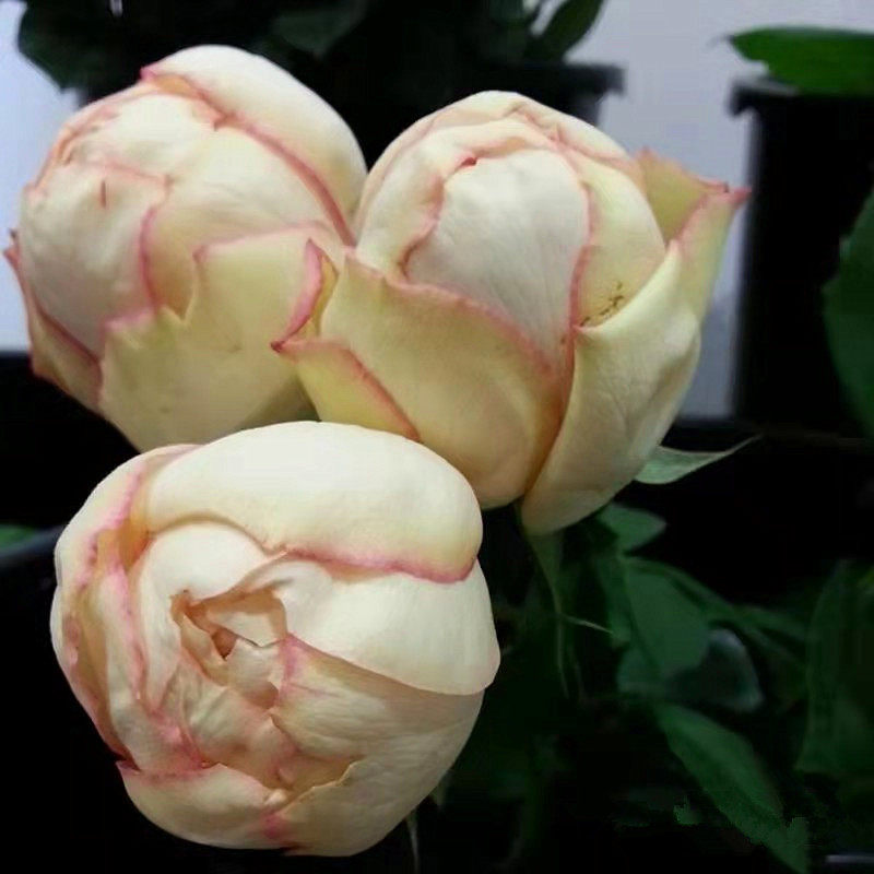 月季小花农伊芙古典香水大花多花浓香玫瑰盆栽时令草本花卉