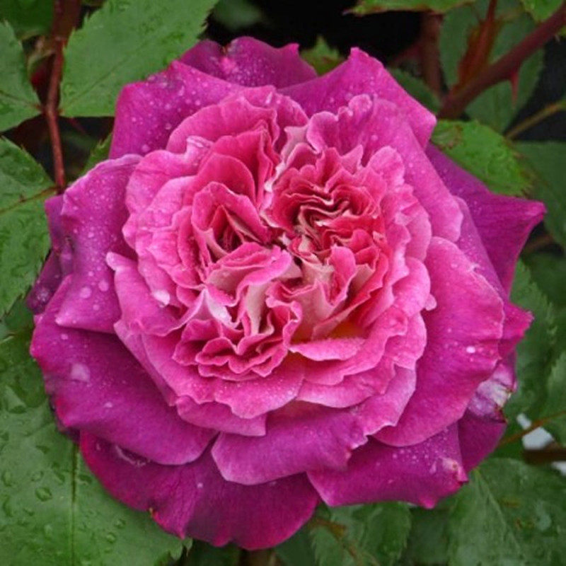 月季小花农欧月凯瑟琳四季大花多花玫瑰庭院露台时令草本花卉