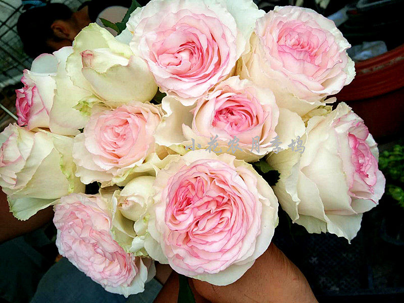 月季小花农欧月快乐之源四季大花多花玫瑰绿植时令草本花卉