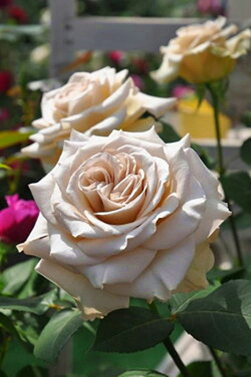 月季小花农日月第九天使天堂系列大花香型玫瑰时令草本花卉