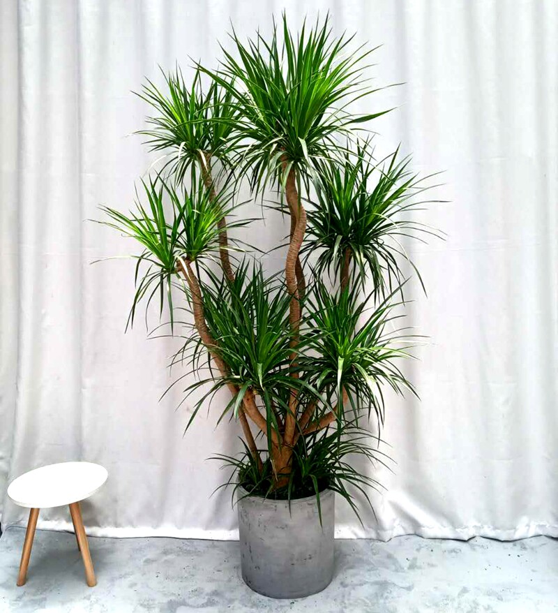 龙须树室内老桩盆景绿植盆栽大型客厅龙铁树龙血大型绿植