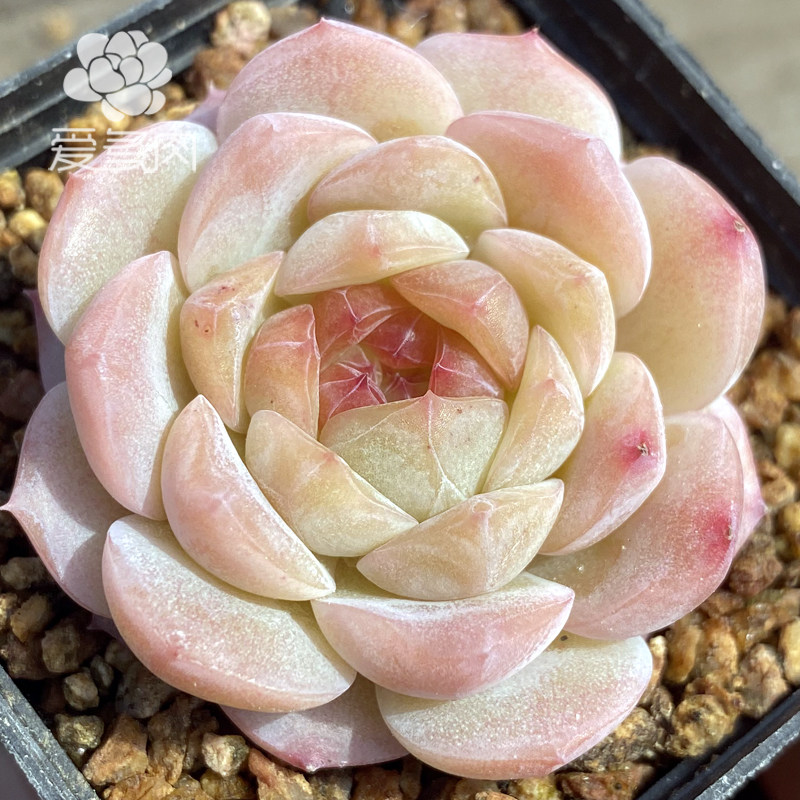 七仙女拉拉家正版货多植物叶片叶插糖心暗纹热门多肉植物