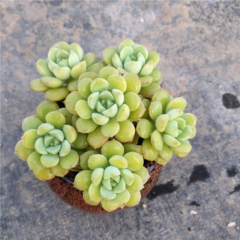 紫涵园艺砂糖多肉手捧花植物老桩盆栽花卉绿植多肉植物