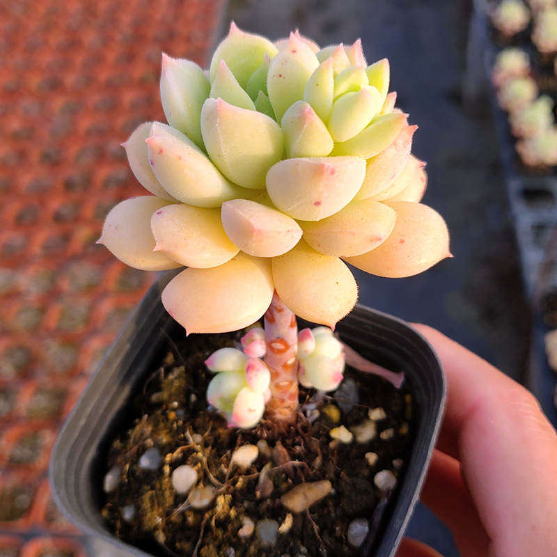 紫涵园艺砂糖多肉手捧花植物老桩盆栽花卉绿植多肉植物