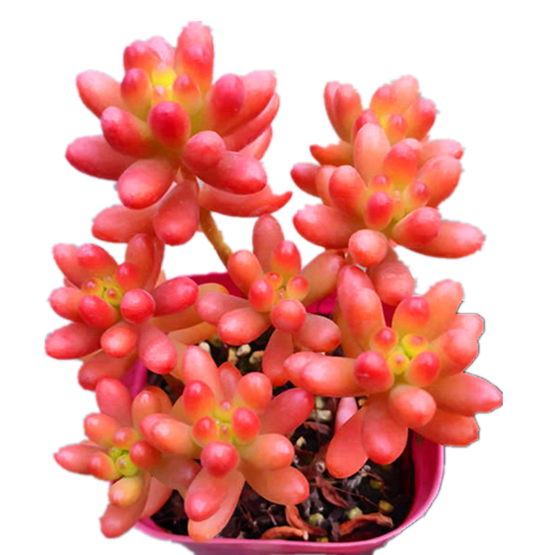 多肉植物红之玉 虹之玉控型精养小桩适合拇指盆养护花卉绿植盆栽