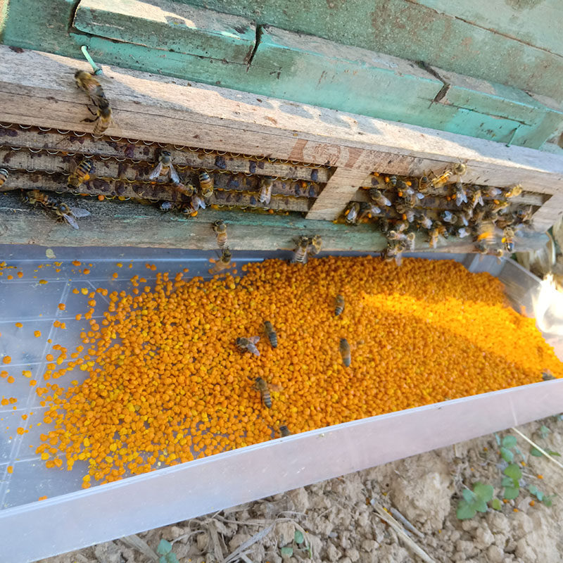 花粉天然正品食用蜜蜂吃的花粉颗粒养蜂野菊花蜂花粉净重250克装
