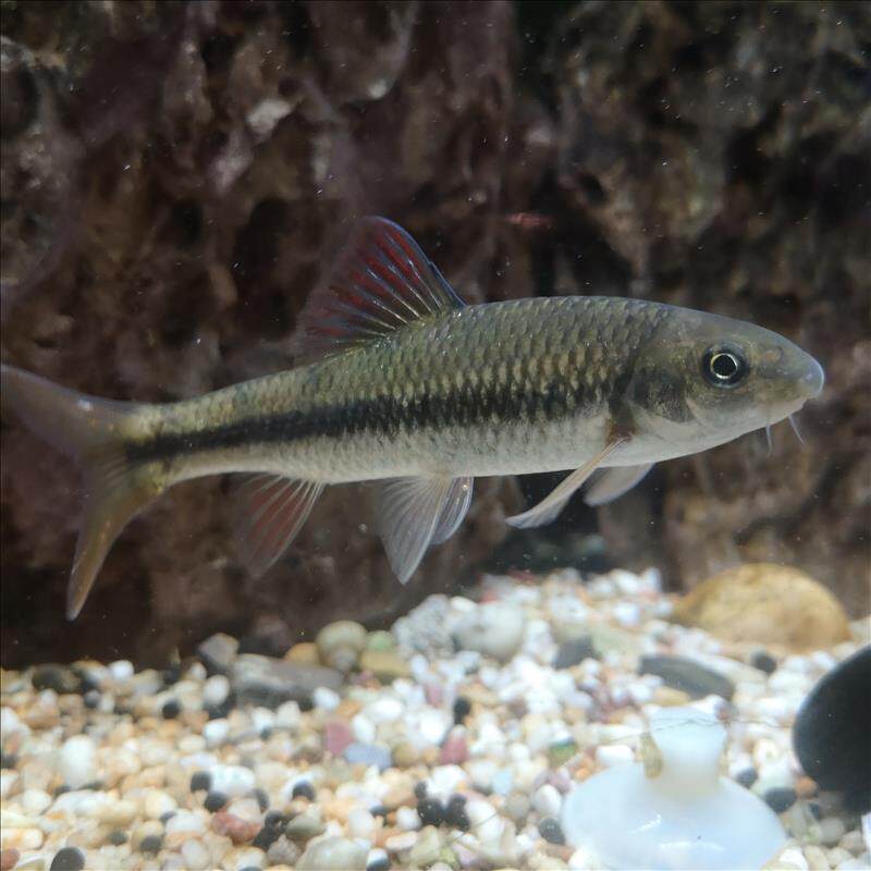 原生淡水淡水鱼鱼群冷水鱼观赏鱼溪流石斑鱼光唇小鳈鱼