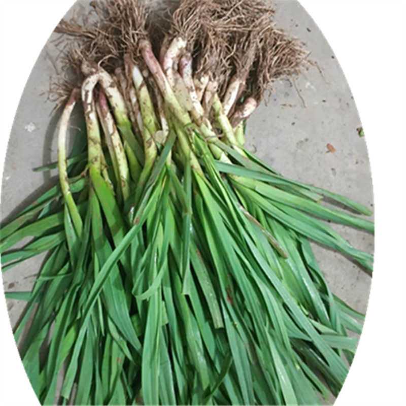 湖北农家红皮大蒜苗头蒜苗青蒜新鲜时令蔬菜大蒜