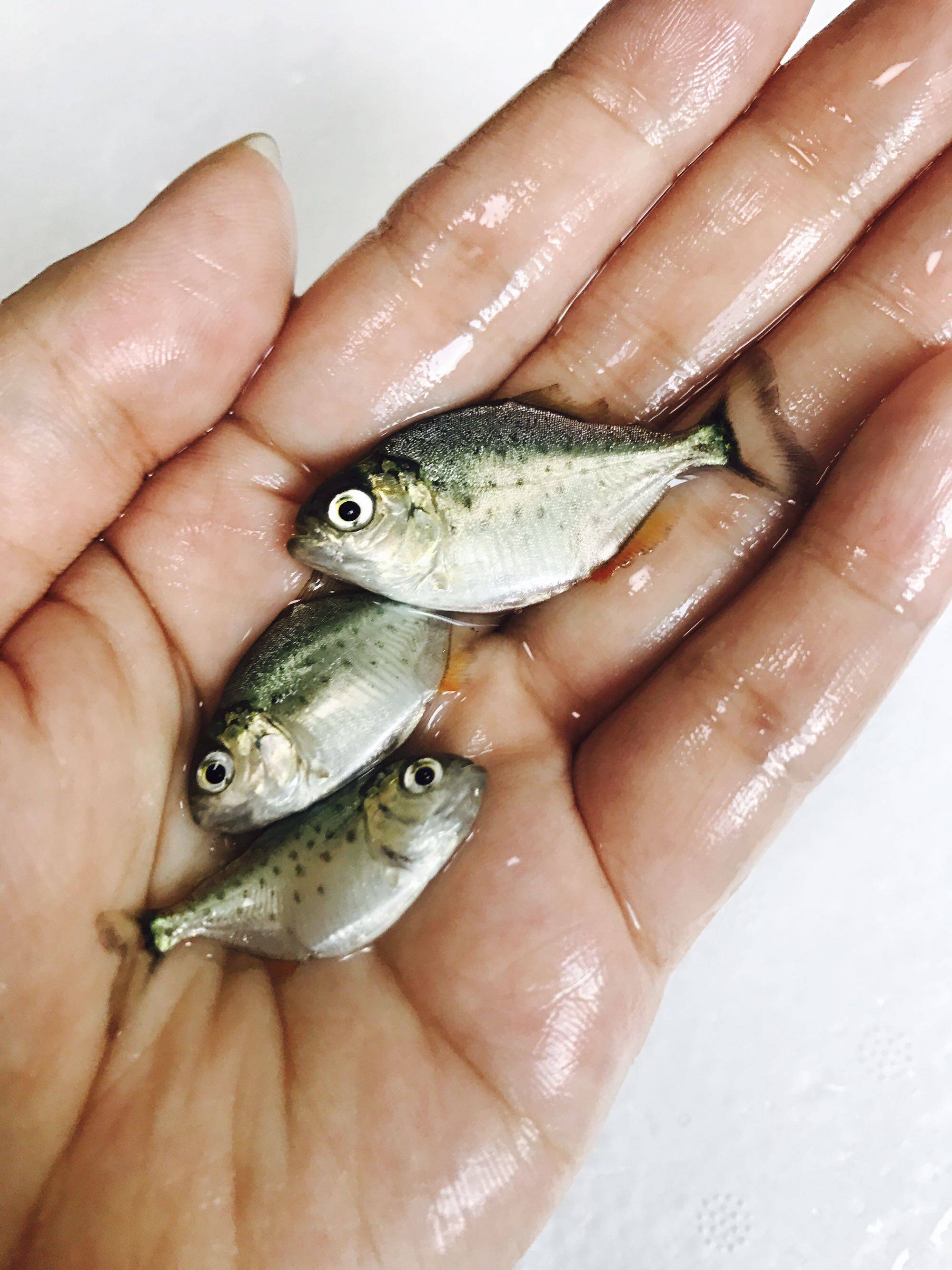 红木瓜狗头斑马狗头活体鱼毛毛狗头鱼淡水河豚鱼包邮