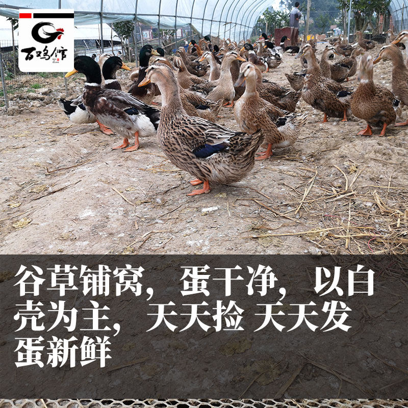 受精麻鸭种蛋大白鲨新鲜蛋大种肉麻孵化鸭蛋苗鸭鸭蛋