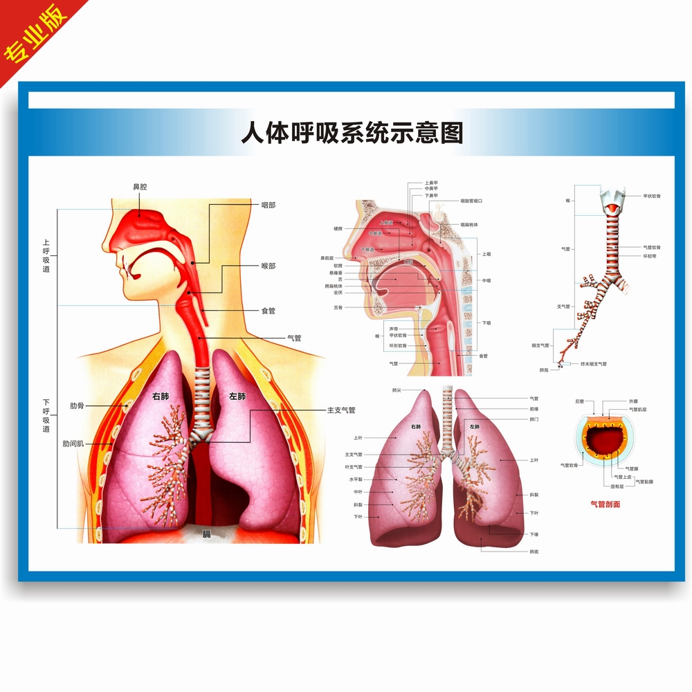 人体呼吸系统结构图呼吸系统构造图高清医院科室医科医学教学挂图