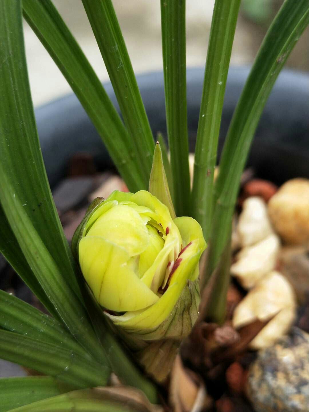 兰花春兰荷瓣黄色奇花大号花朵黄荷花卉