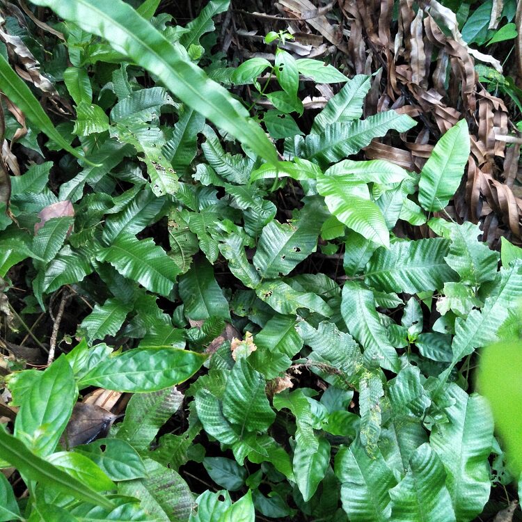 蕨蛇金星500g蹄盖蜈蚣入地退步新月新鲜三羽其他药食同源食品