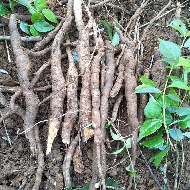 新鲜乌药根500克矮樟香桂樟铜钱柴现挖现发生乌药茶枝叶有售