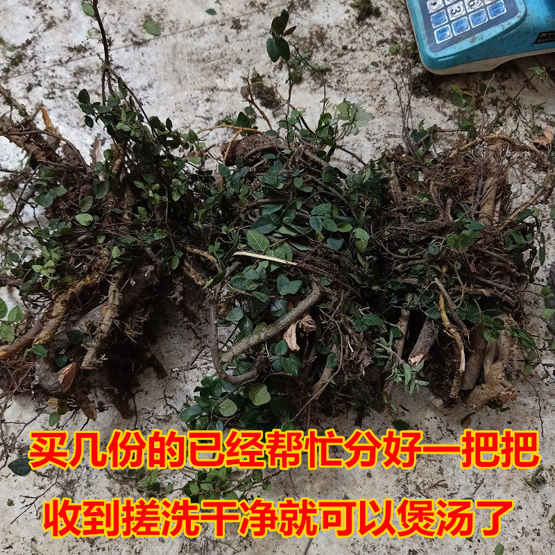 新鲜中草药田螺盖香味络石藤石薜荔藤络疼痛煲汤料悬石藤