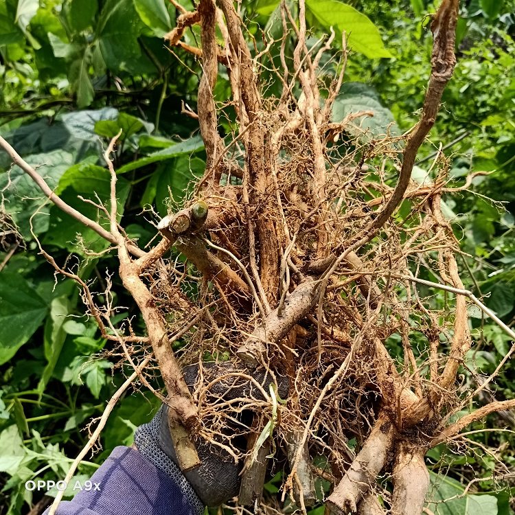 现挖新鲜牡丹500g臭枫根芙蓉臭枫草矮桐子八宝其他药食同源食品