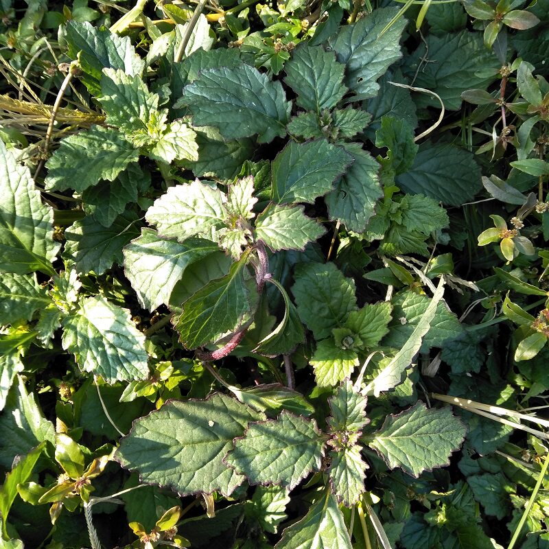 新鲜血丹白头翁退血血草胆散苦地草破白毛筋骨其他药食同源食品