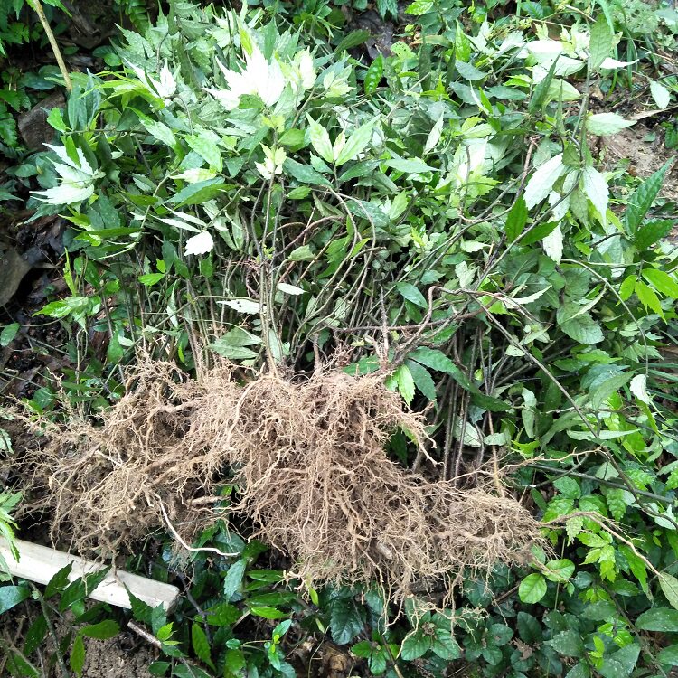深山赤车使者新鲜大楼楼梯草生鹿角七大细水其他药食同源食品