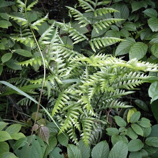 新鲜半边旗500g包邮半边蕨草药半边莲甘草蕨半凤尾草凤凰尾半边梳