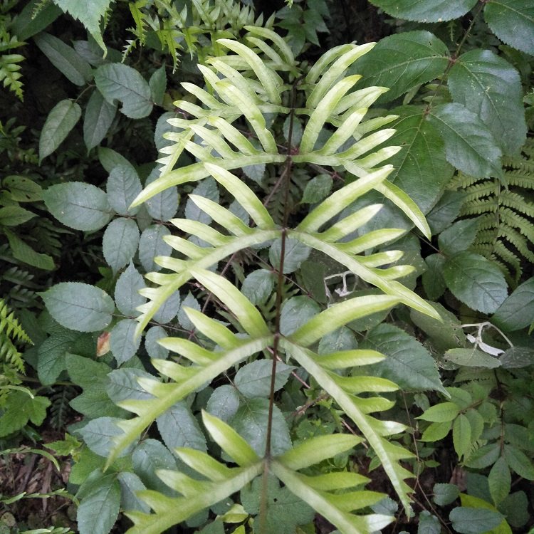 半边新鲜500g包邮草药甘草凤尾凤凰其他药食同源食品