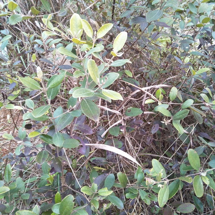 现挖野山稔根生新鲜桃金娘根500g山捻子岗念根岗捻根中草药材包邮