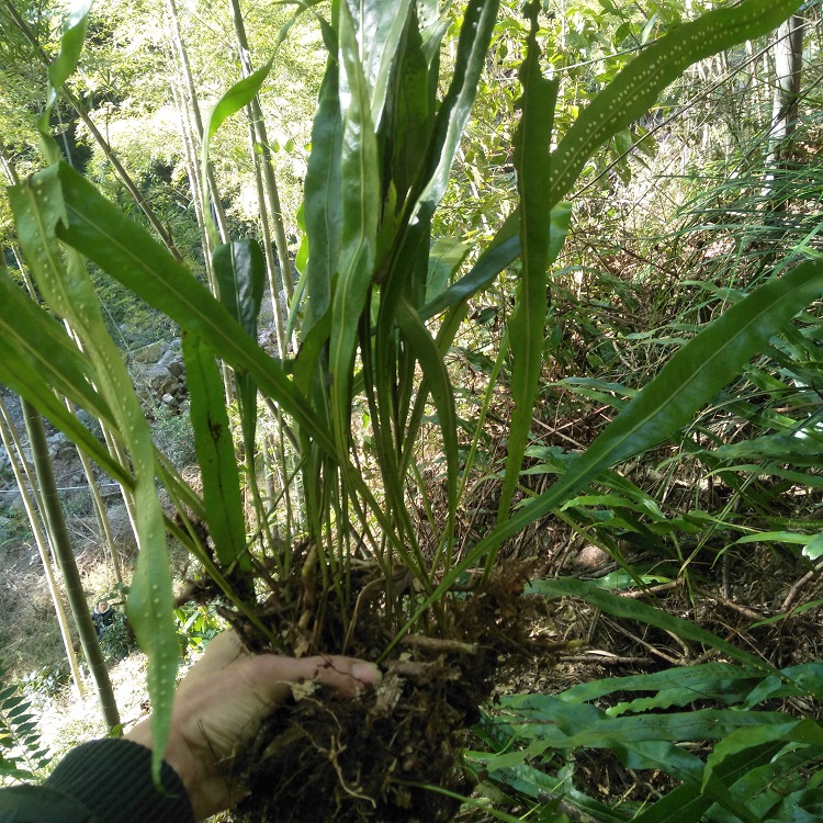 七星正宗新鲜瓦韦小叶骨牌草中草药药材500g其他药食同源食品