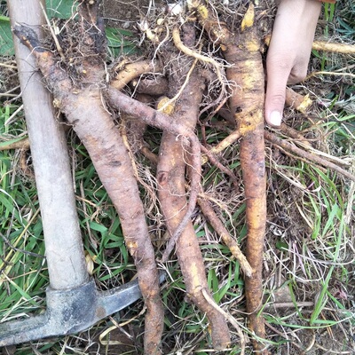 岭南新鲜土大黄根500g包邮洋铁叶牛舌头牛西西羊蹄根现挖现发三七本场