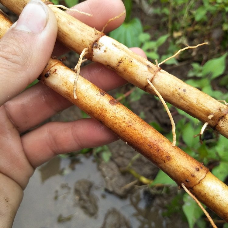 生新鲜三白草根野三白根白莲藕水木通白面姑藕白花莲500g中草药材