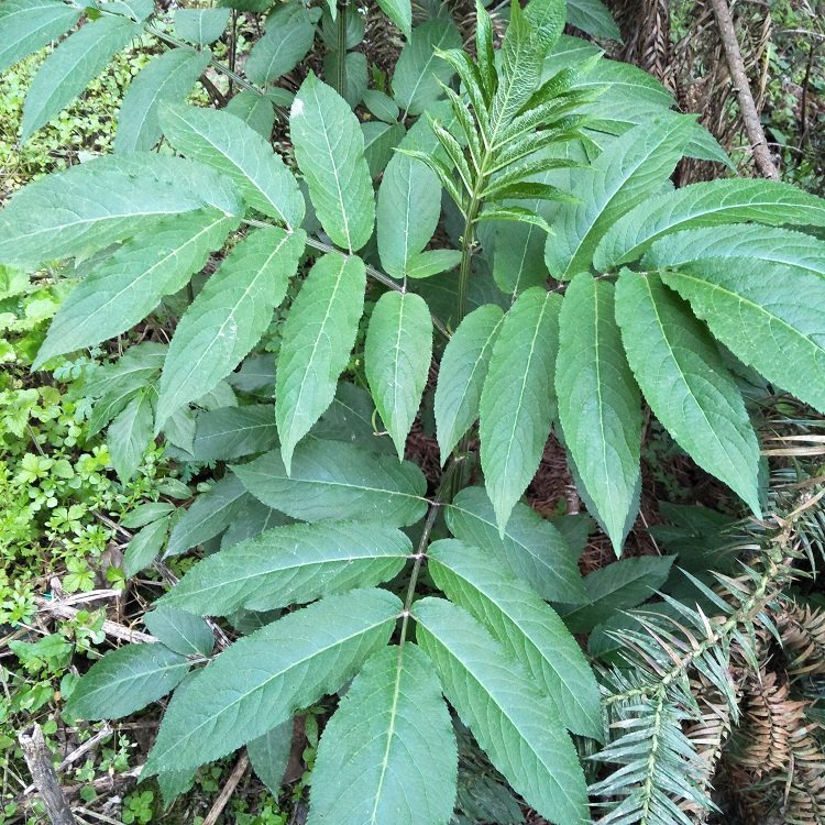 接骨新鲜陆英蒴排风八棱麻大臭草走马风小500g其他药食同源食品