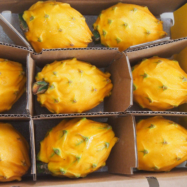 水果麒麟超甜火龙果黄色黄皮稀有品种原箱果金火龙果