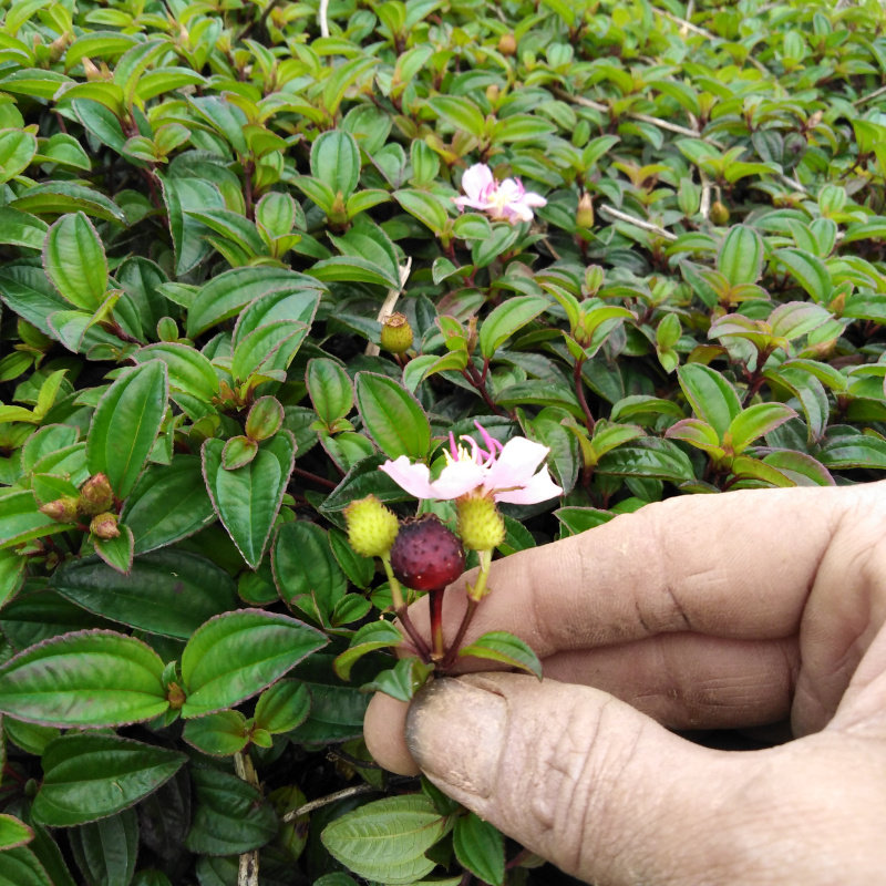 野生地菍 火炭泡 地稔 地茄子 地稔草 地捻草 干鲜任选500克