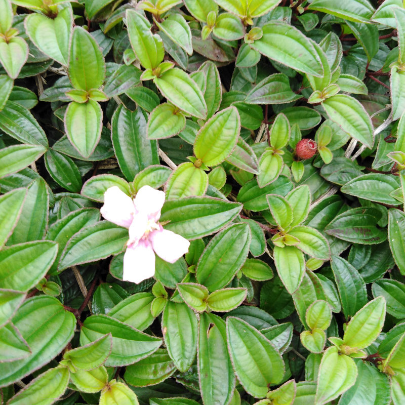 野生地菍 火炭泡 地稔 地茄子 地稔草 地捻草 干鲜任选500克