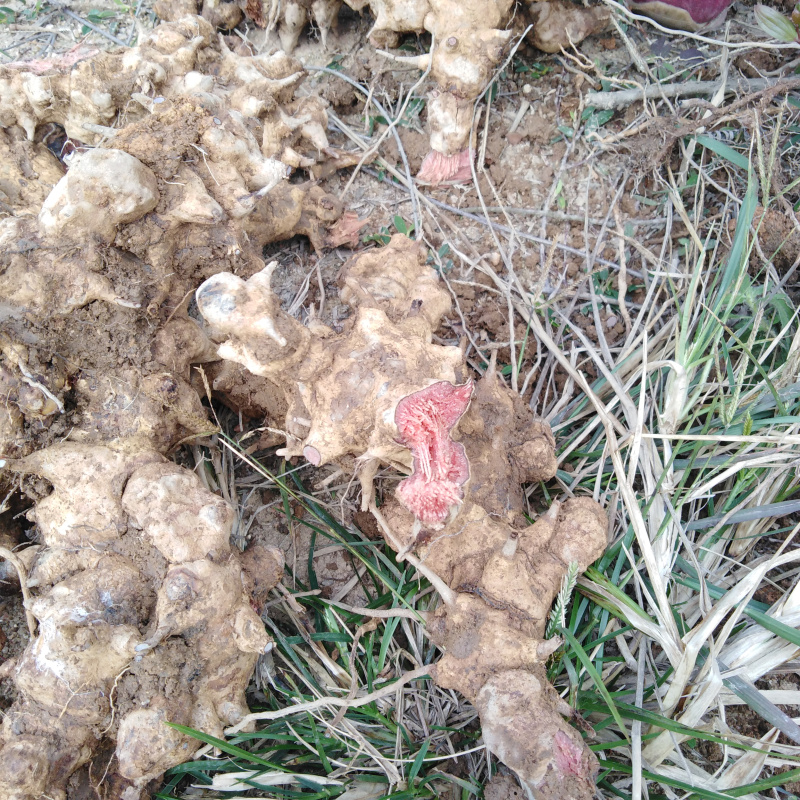 金刚2022新晒铁刺苓根菝藤铁菱角根铁刺菱干品其他药食同源食品