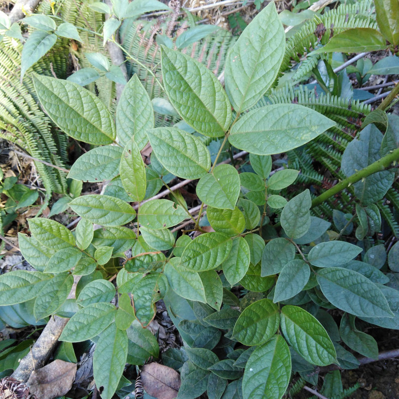 老人根血枫根血风根山鸡血藤 包邮 500g 2022中草药材客家月子洗澡