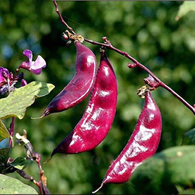 种子不败红眉豆种扁豆高产抗病家庭种植绿色t恤