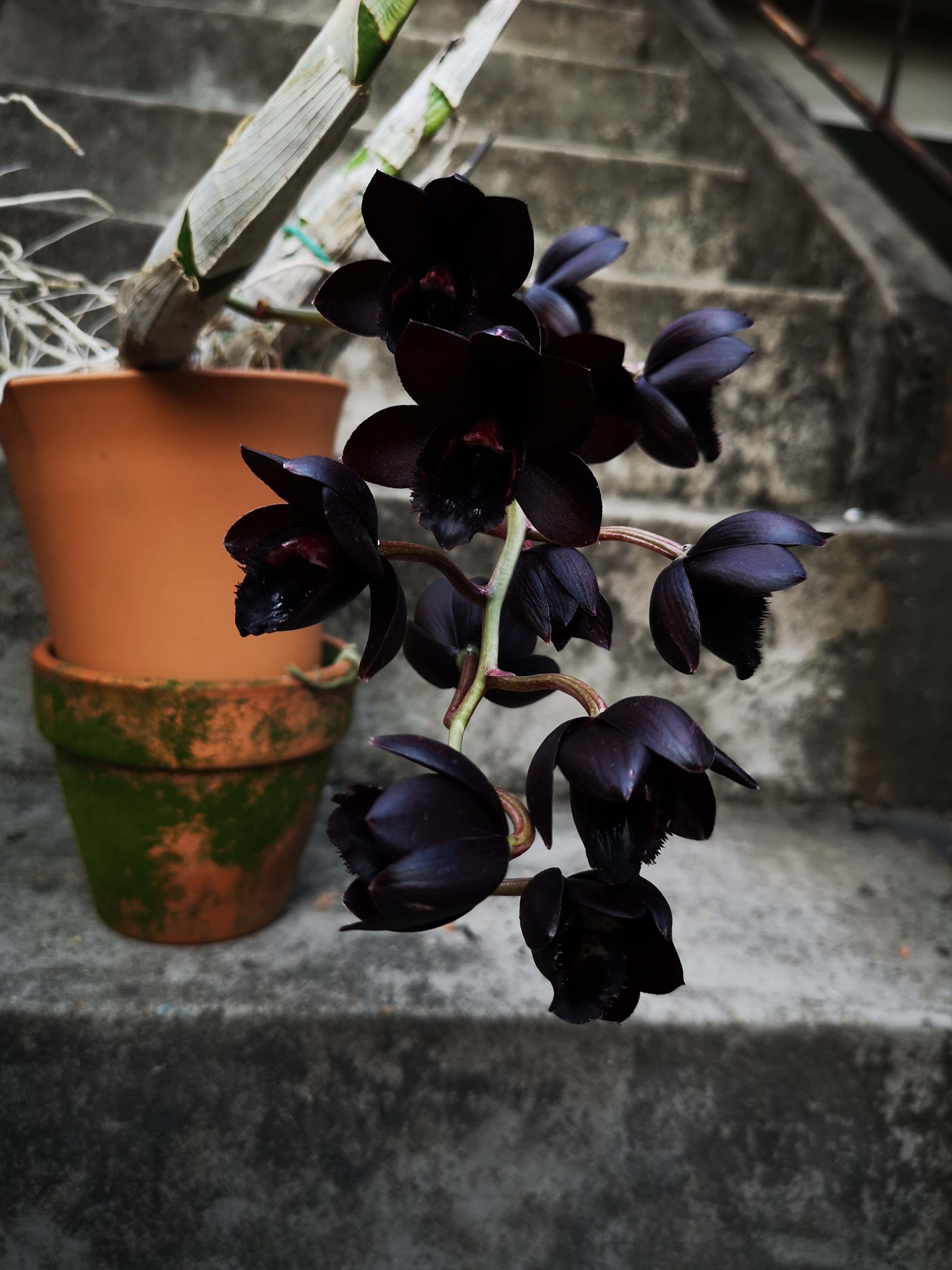 番茄雅韵fredclarkearaafterdark黑珍珠黑天鹅阳台兰花浓香国兰