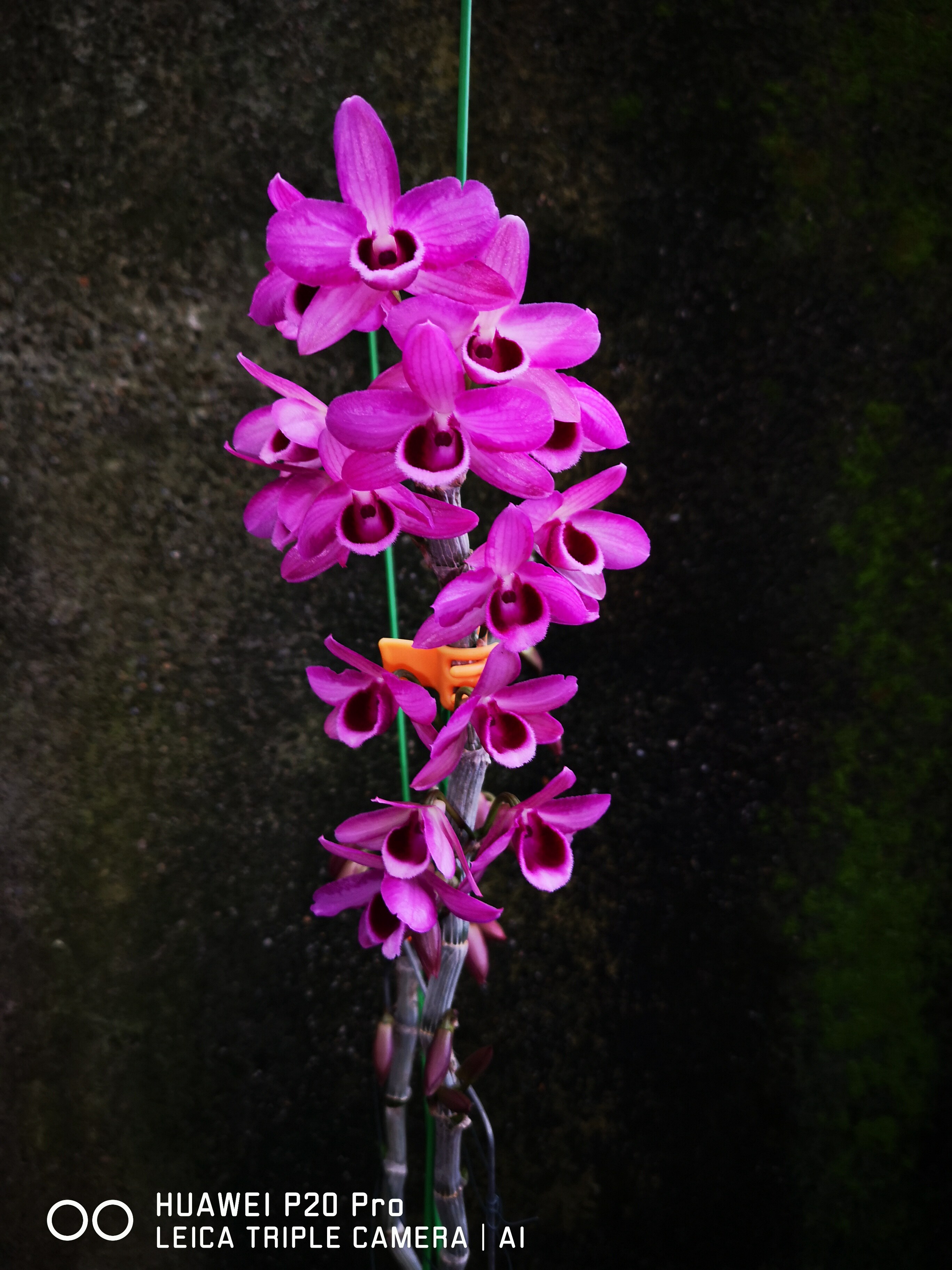番茄雅韵堂dennestor天龙大花浓香石斛兰洋兰