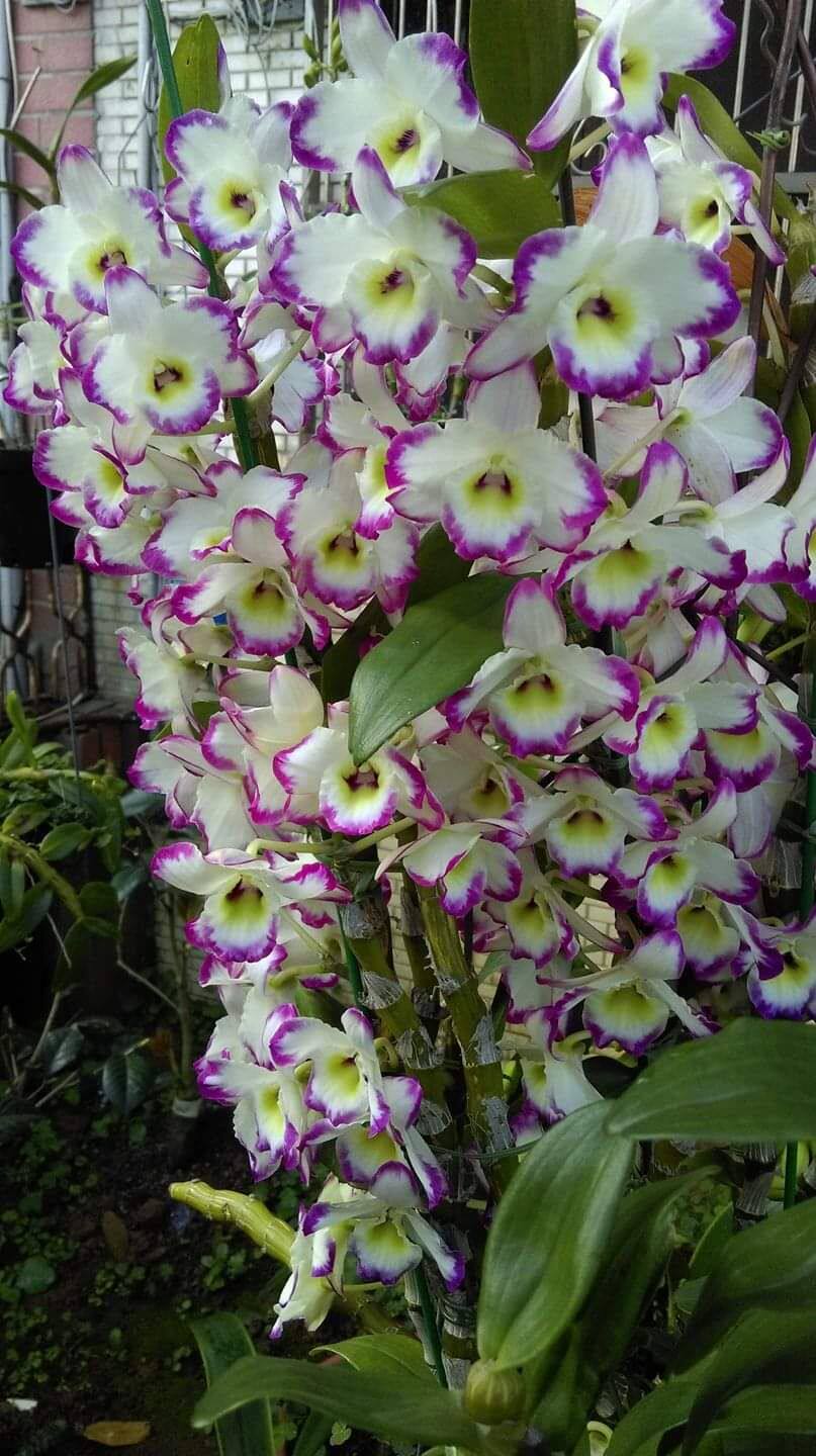 lucky pochott pierce耳环泼墨春石斛兰花洋兰