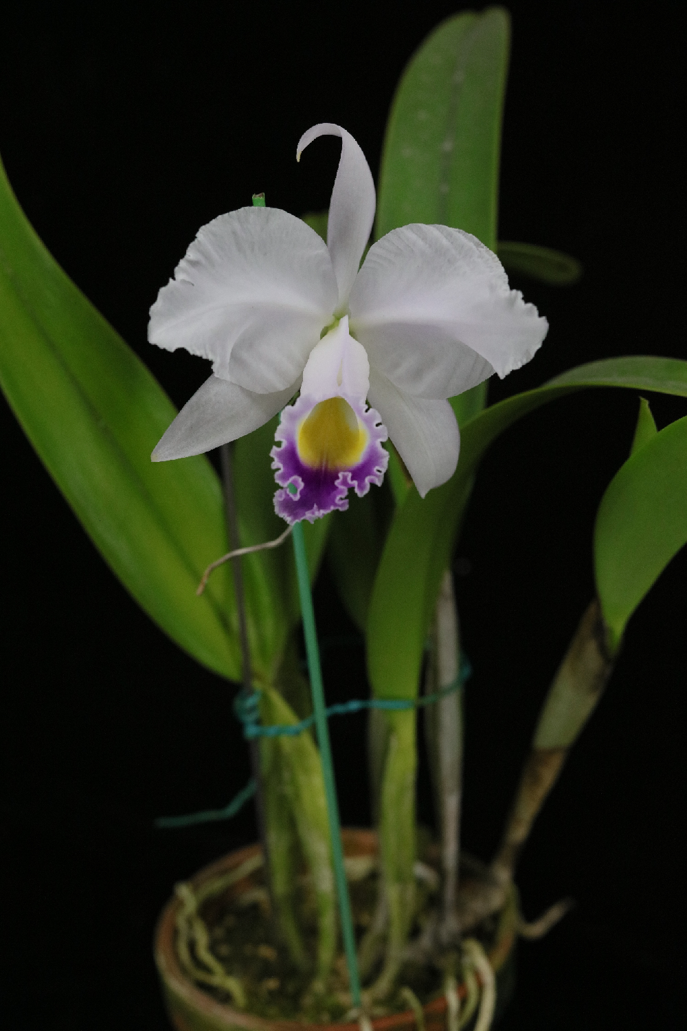 番茄雅韵trianaeifmacoerulea蓝色特利原种卡特卡特兰兰花时令草本