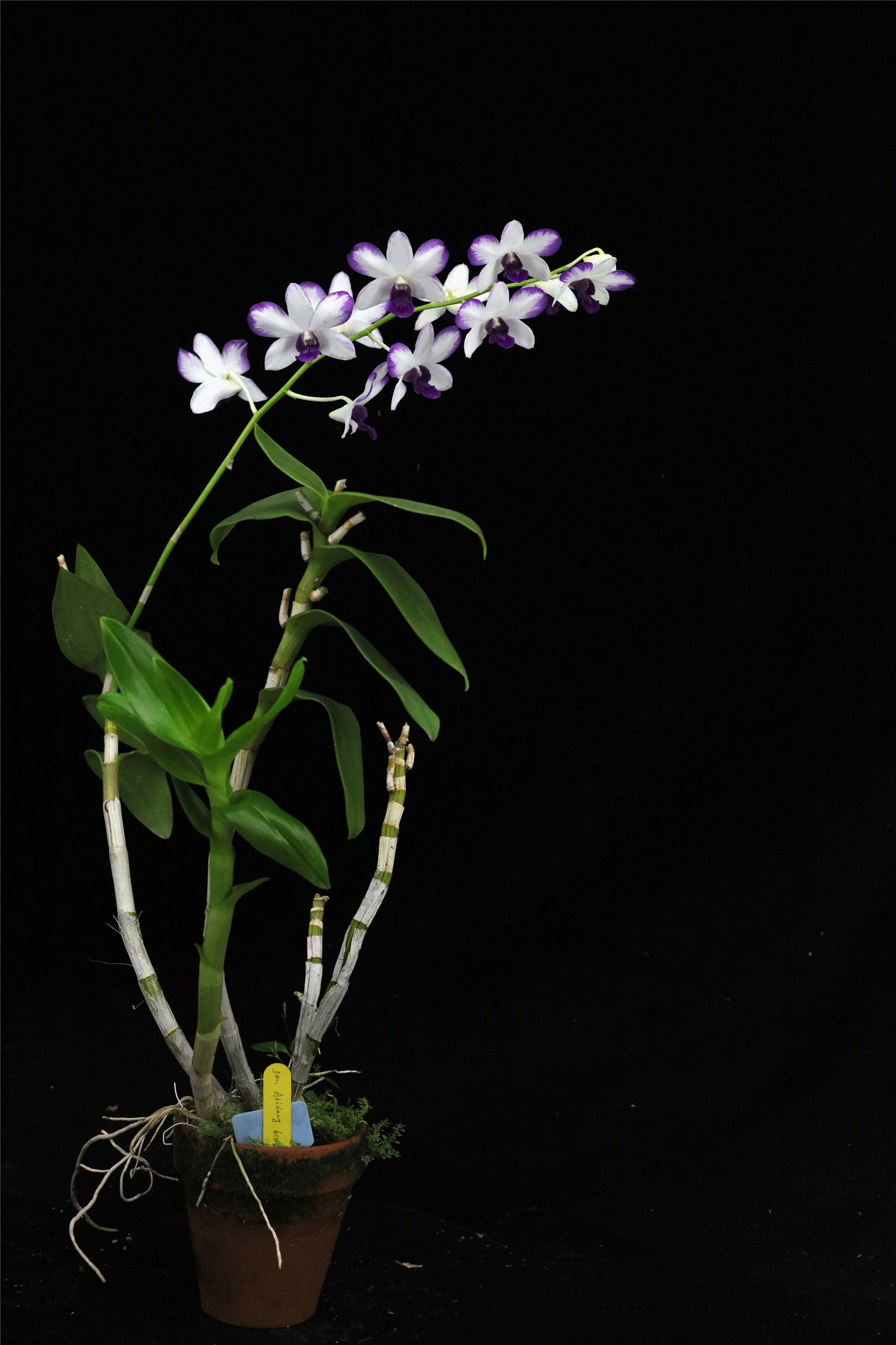 番茄雅韵堂denaridangblue海洋之心深蓝泼墨石斛兰花洋