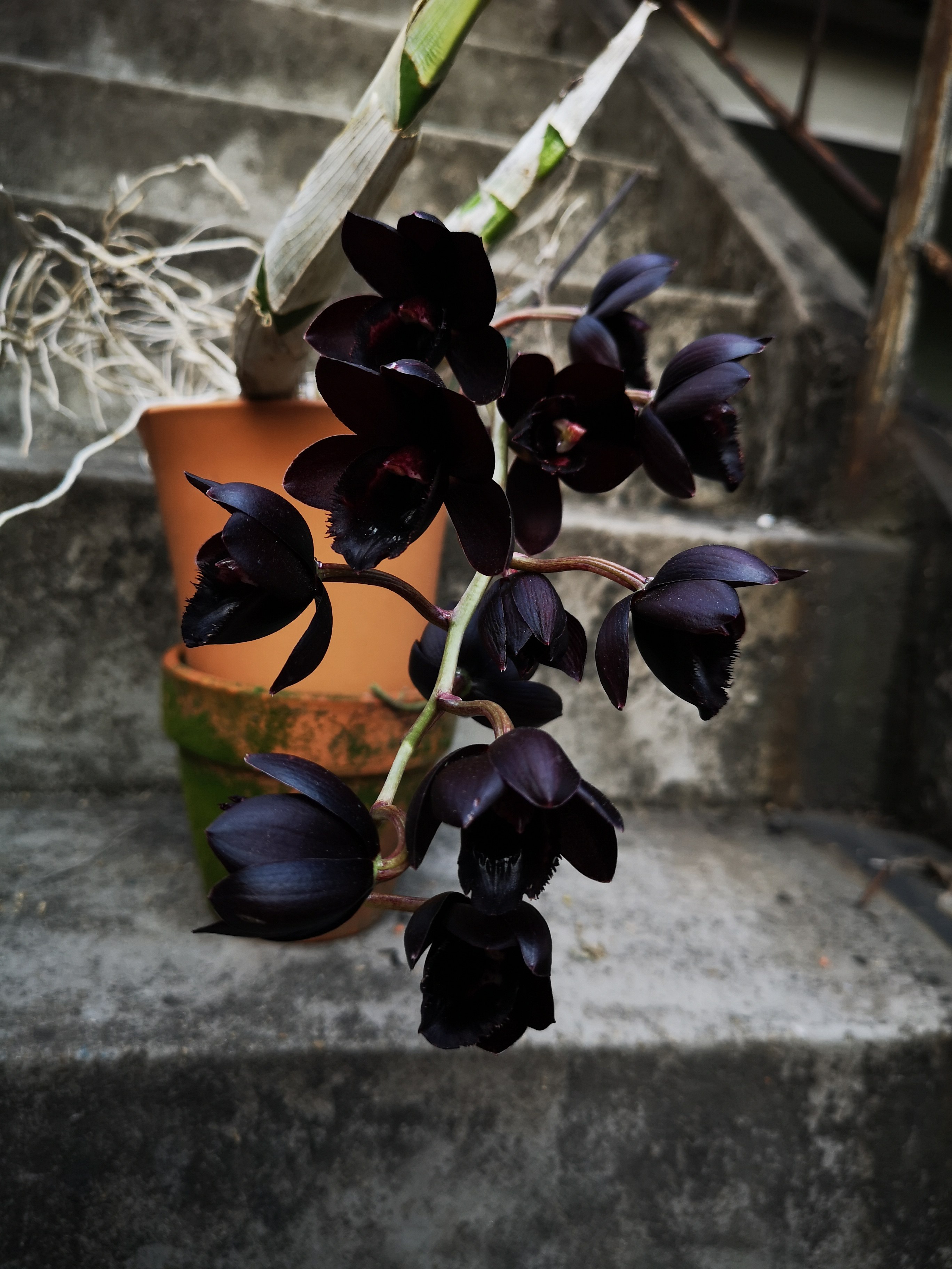 番茄雅韵fredclarkearaafterdark黑珍珠黑天鹅阳台兰花浓香国兰