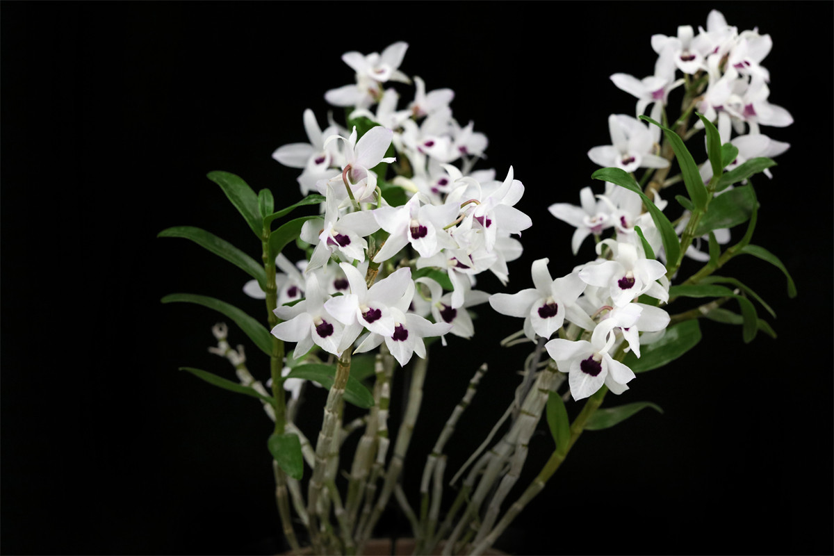 番茄雅韵dencassiopemoniliforme白花红心早花石斛时令草本花卉