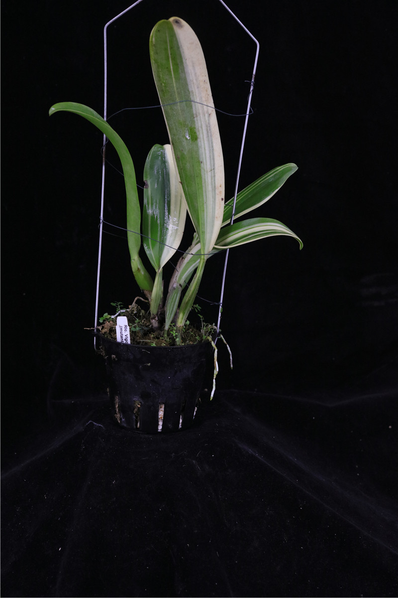 番茄雅韵rlcpeach红桃叶艺大卡特兰兰花洋兰时令草本花卉