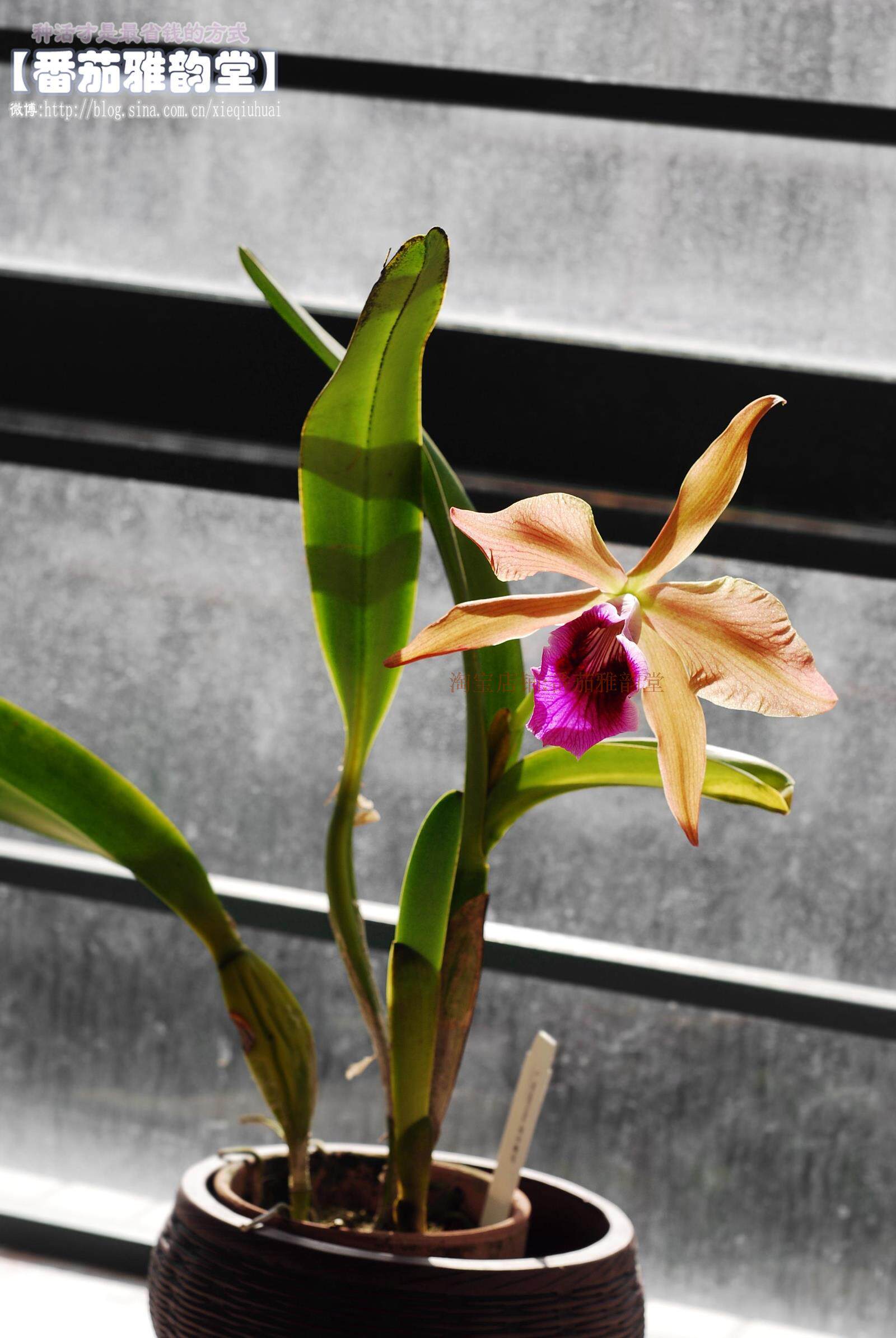 顺丰包邮tenebrosa暗色蕾莉亚原种卡特卡特兰兰洋兰兰时令草本花卉